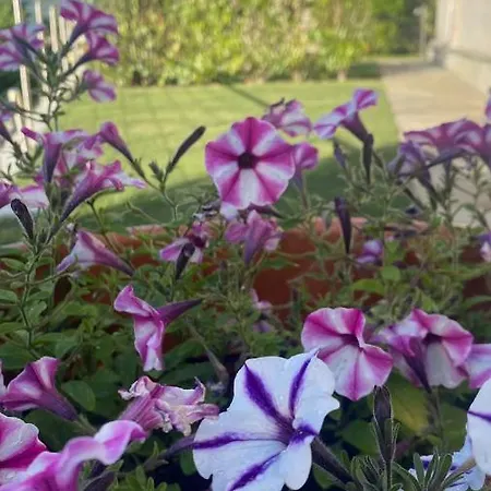 Il Riale Appartement *