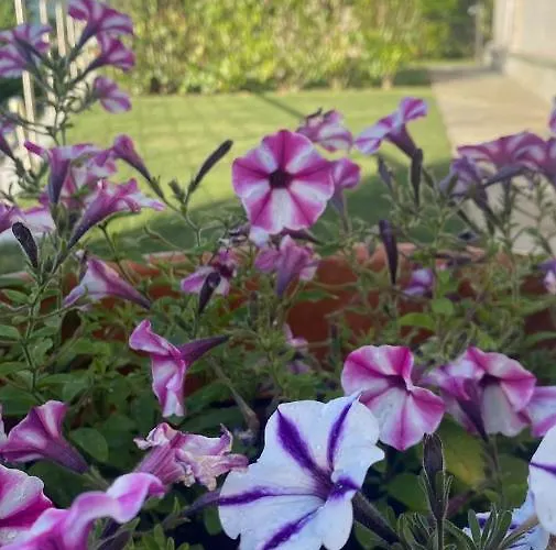 Il Riale 아파트 *